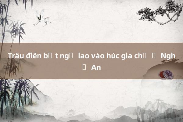 Trâu điên bất ngờ lao vào húc gia chủ ở Nghệ An