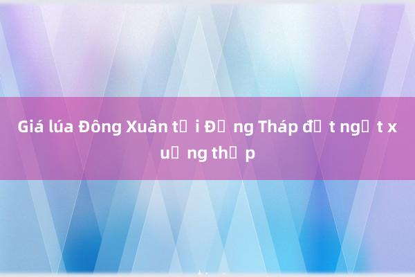 Giá lúa Đông Xuân tại Đồng Tháp đột ngột xuống thấp