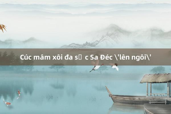 Cúc mâm xôi đa sắc Sa Đéc 'lên ngôi'