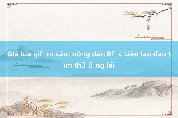 Giá lúa giảm sâu, nông dân Bạc Liêu lao đao tìm thương lái